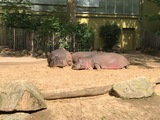 News: Ausflug in den Kölner Zoo (28.07.2017)