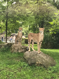 News: Ausflug in den Kölner Zoo (28.07.2017)